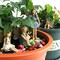 6x Flower Fairies Figure Miniature Garden Resin Ornaments Statue Flowerpot Decor